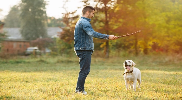 Dog Training - Stop Dog Barking