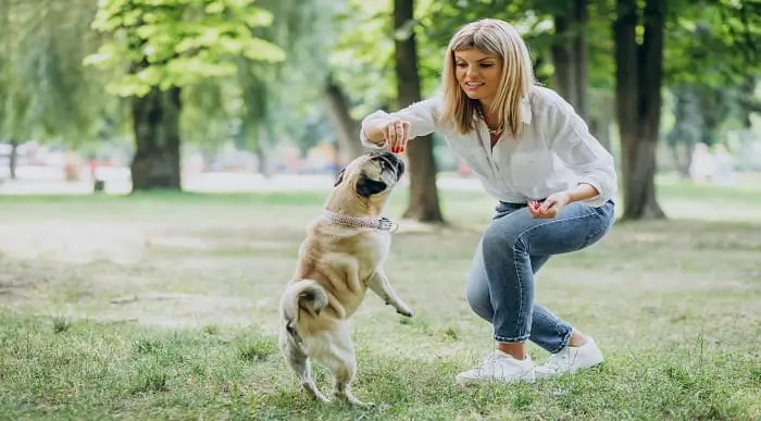 Professional Dog Training